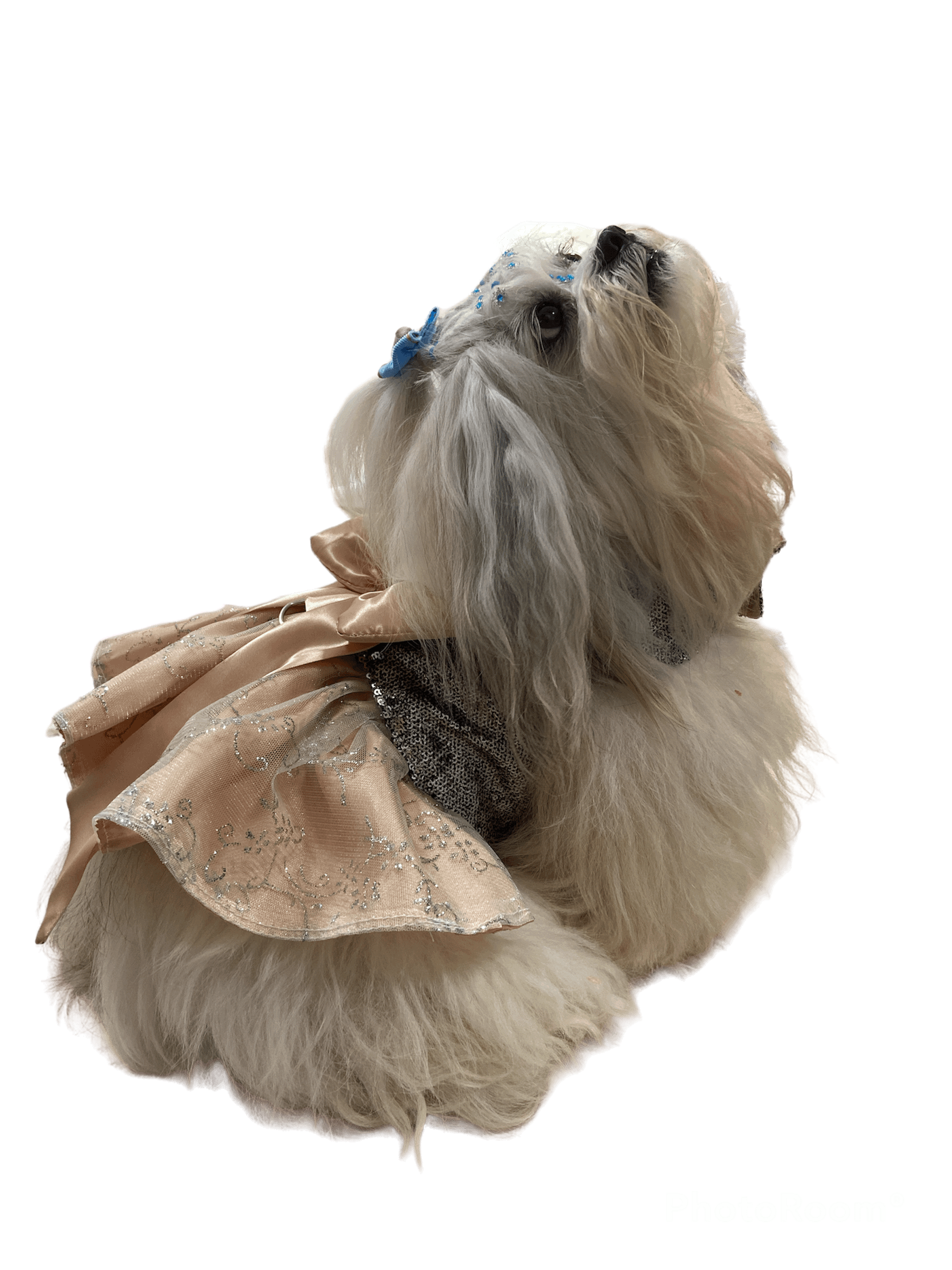 Vestido Star Fashion - Modelagem Pet PDF product image (4)