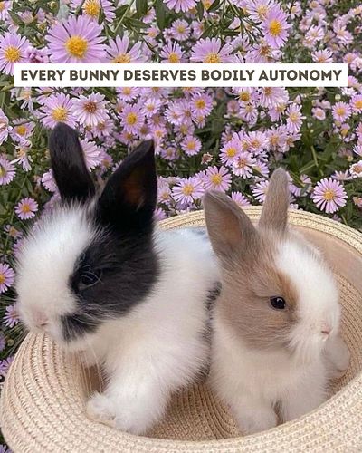 bunnies for bodily autonomy 💟 y'all stay hydrated, safe, and extremely pro-abortion this weekend. we'll see you on the other ...
