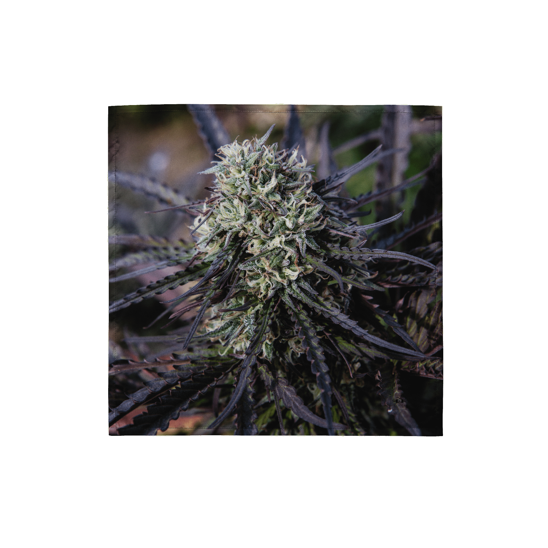 Royal Purple Cultivated Bandana product image (1)
