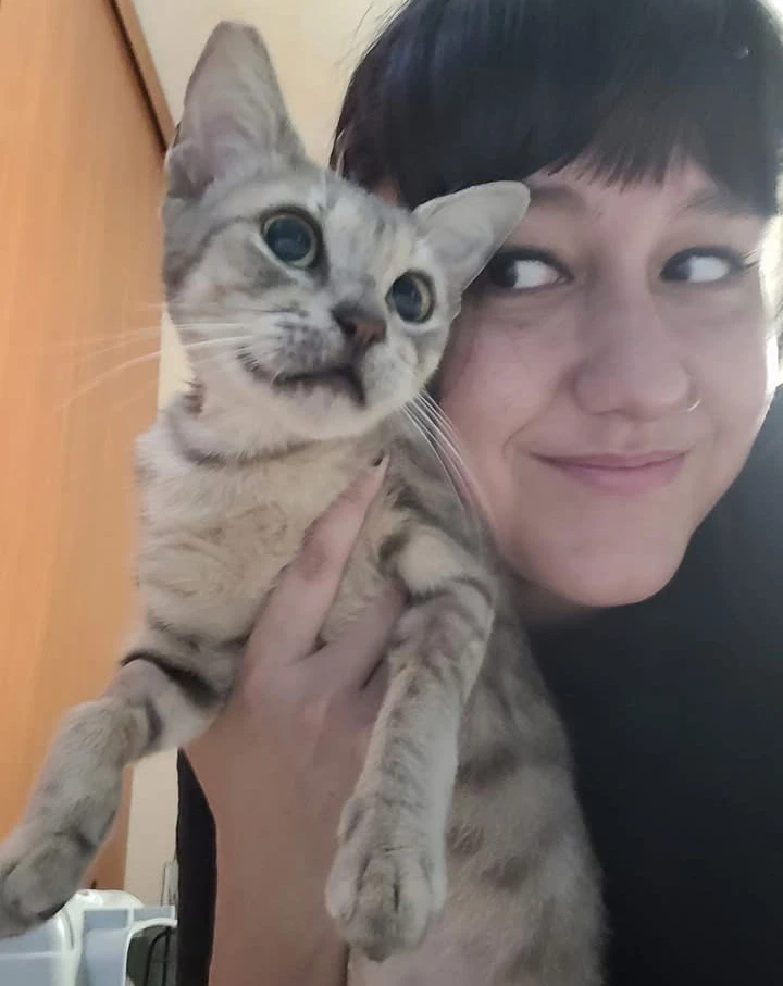 Lovely rescued cat with Andie from Stardust Kitten Club