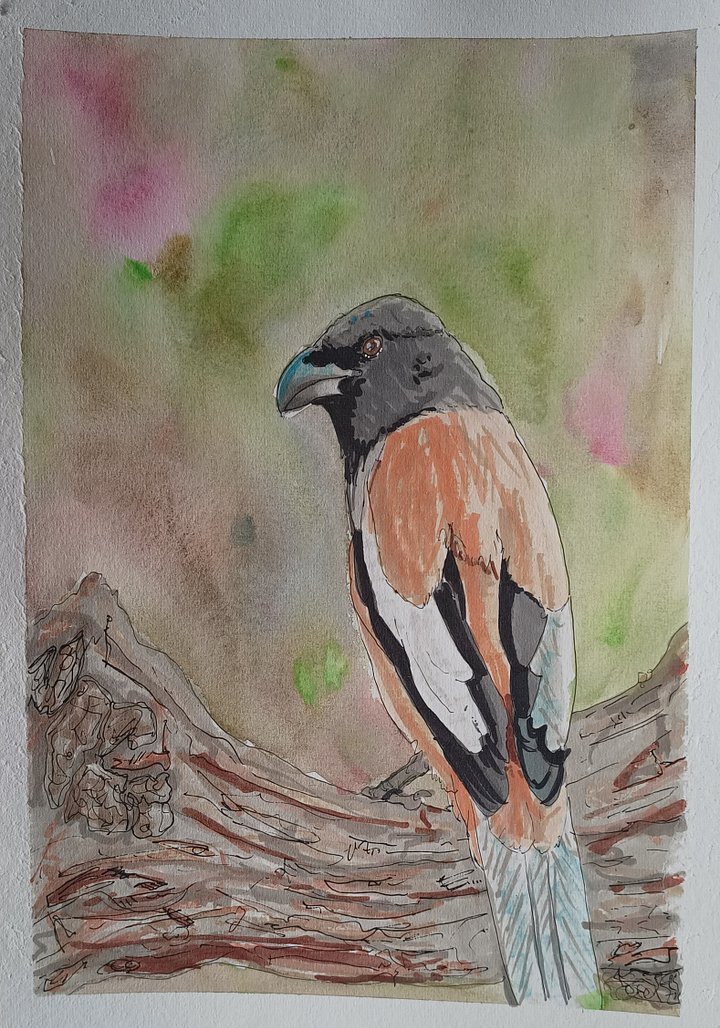 Original Art Series: Corvids [11] Rufous Treepie product image (1)