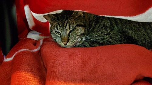 It's national cat day, so here's my ferocious beast who does what he wants, when he wants...allowing me to write some amazing...