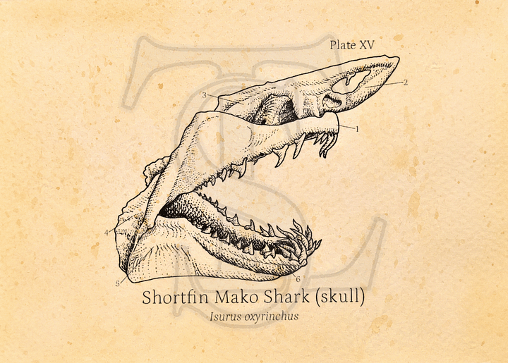 ShortFin Mako Shark Skull Giclée print (hand watercolored) product image (1)
