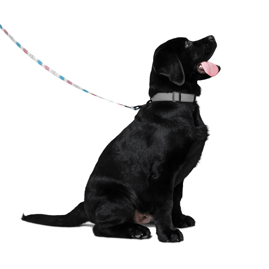 Trans Pride Leash product image (4)
