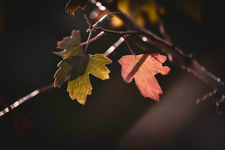 Two Leaves product image (2)