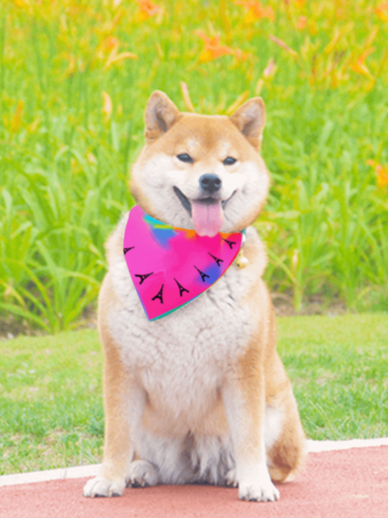 EIFFEL PARIS • CAT & DOG BANDANA product image (3)