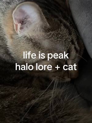 Halo + Cat #cat #halo 