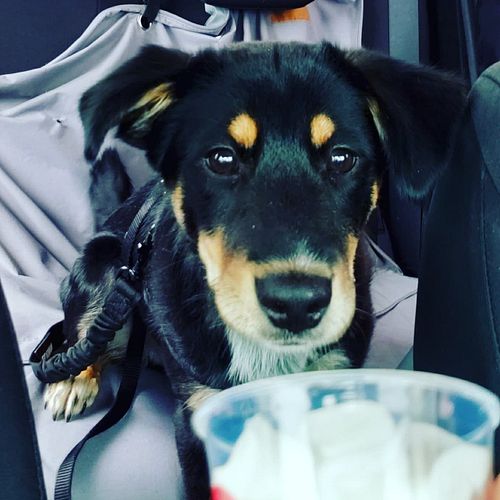 Stages of a pup cup. #dogsofinstagram #dog #pupcup #spoiled #worth