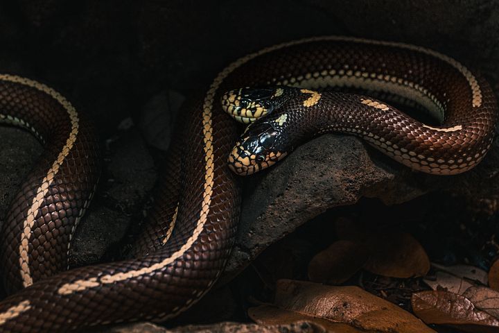 2-Headed California King Snake product image (1)
