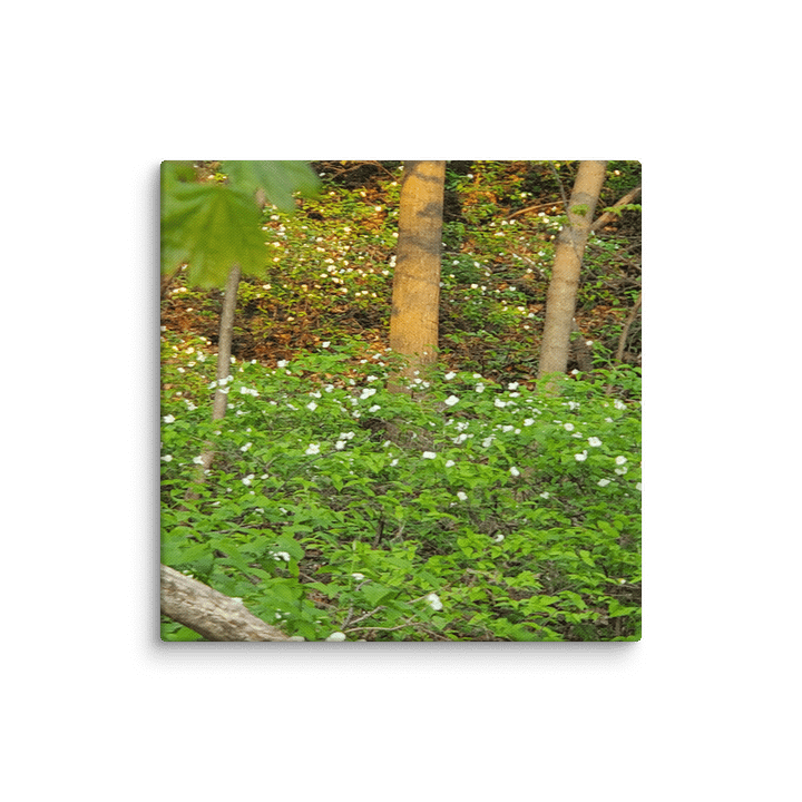 Sunlit Woods | Nature, Trees and White Flowers Woodland, Photograph product image (93)