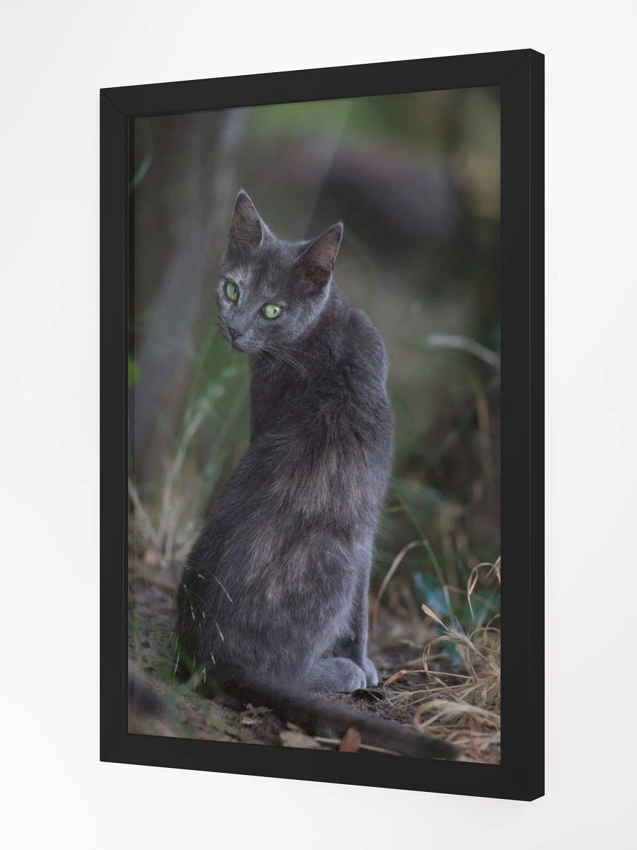Mysterious black cat product image (3)
