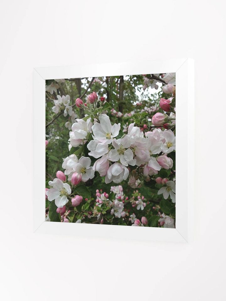 Apple Blossoms I product image (2)
