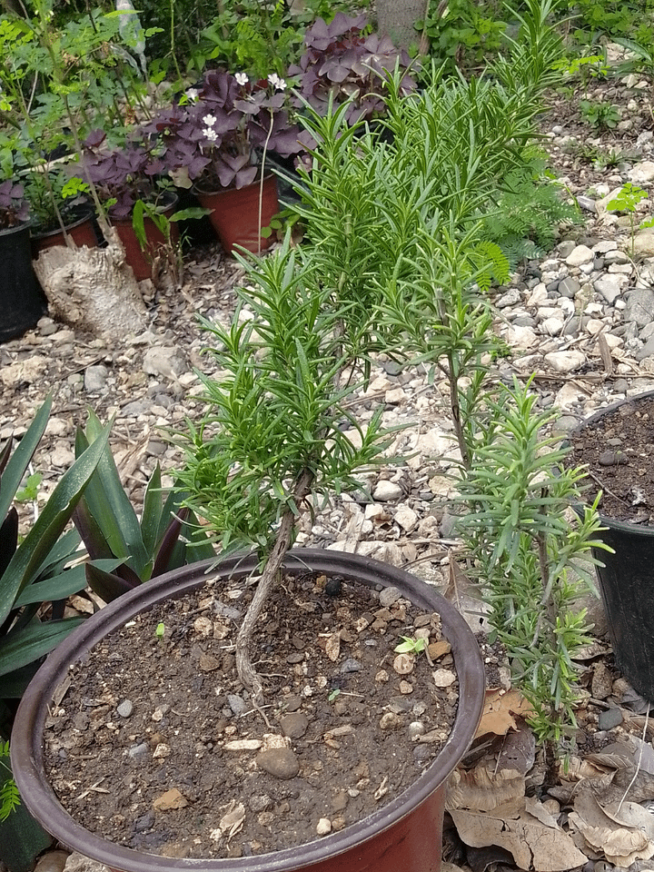 Rosemarie plant product image (1)