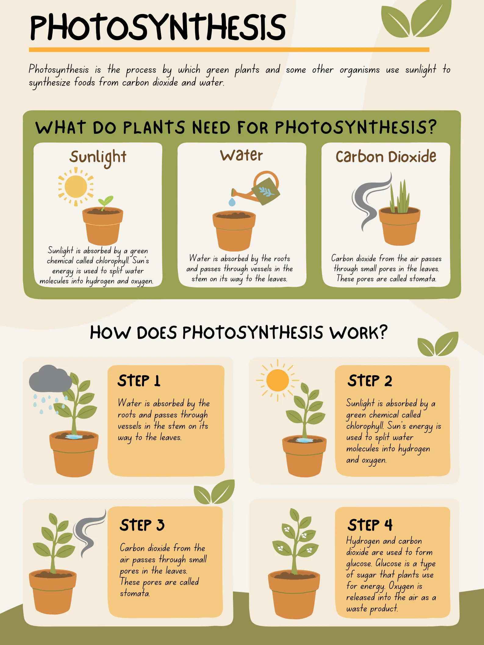 Understanding Photosynthesis product image (1)