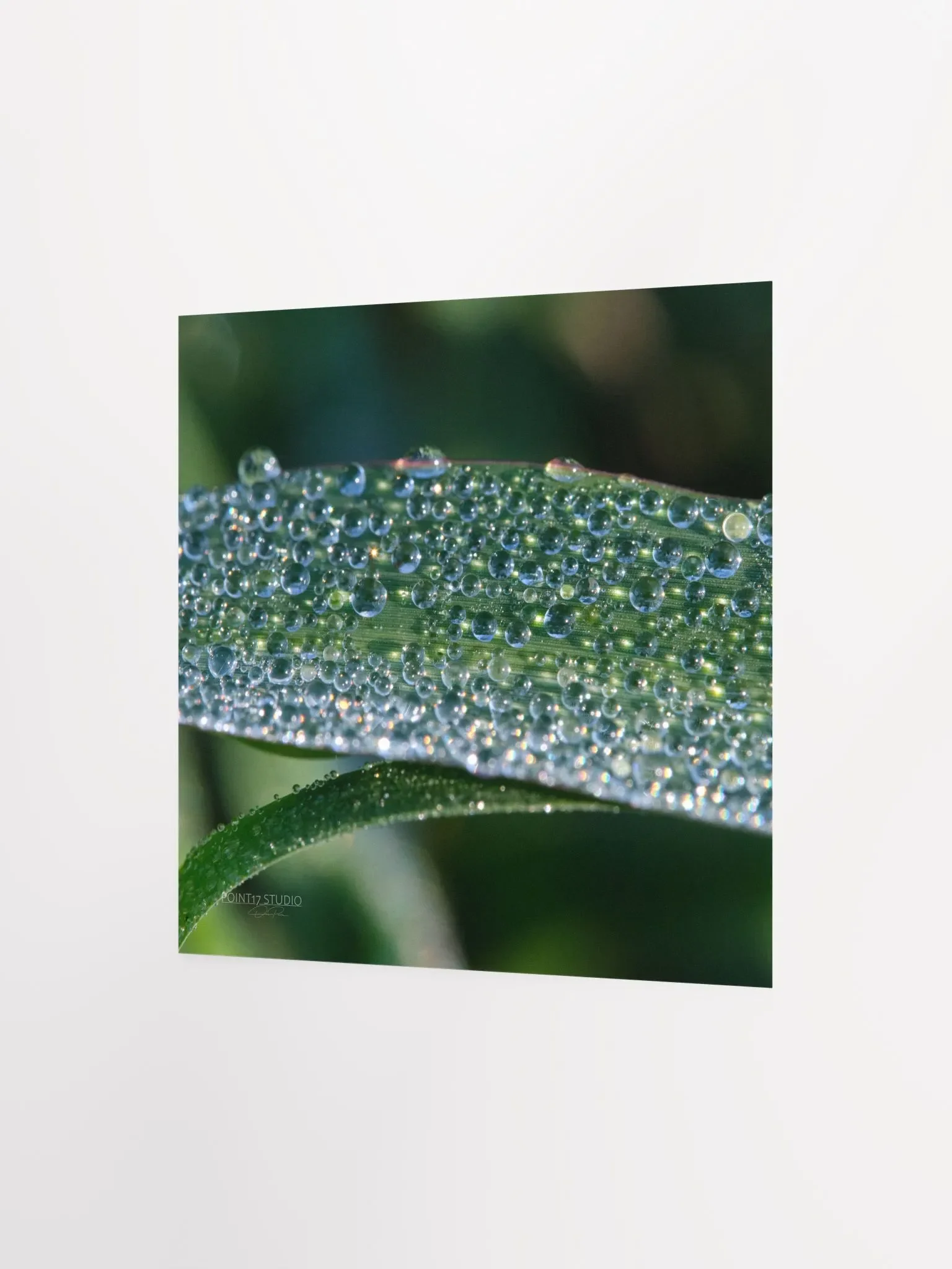 Dew Gems #1 - Print product image (4)