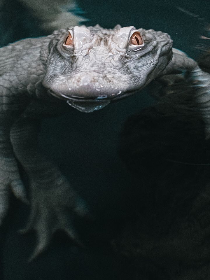 Albino Alligator In Water product image (1)