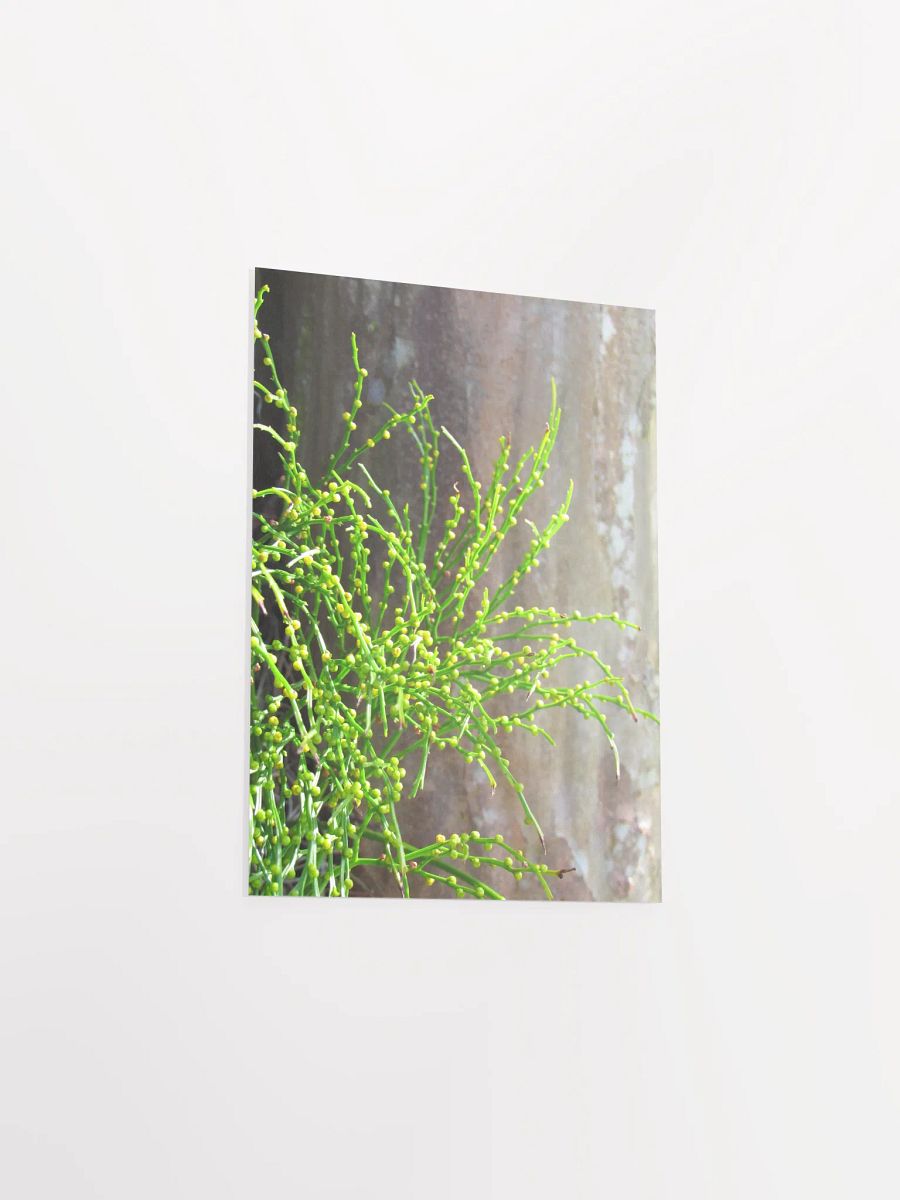 Vescular Plant product image (36)