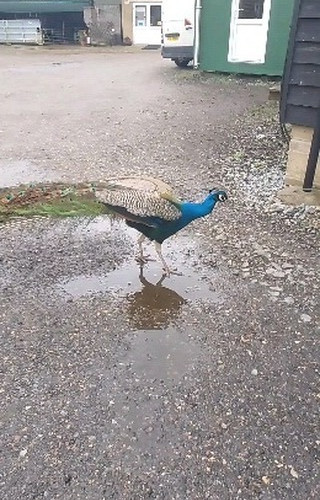 #Peacock strutting his stuff #nature #bird 🐦 #birds #birdphotography #birdlovers #birdfreaks #birder #twitcher #birdsofinstagram