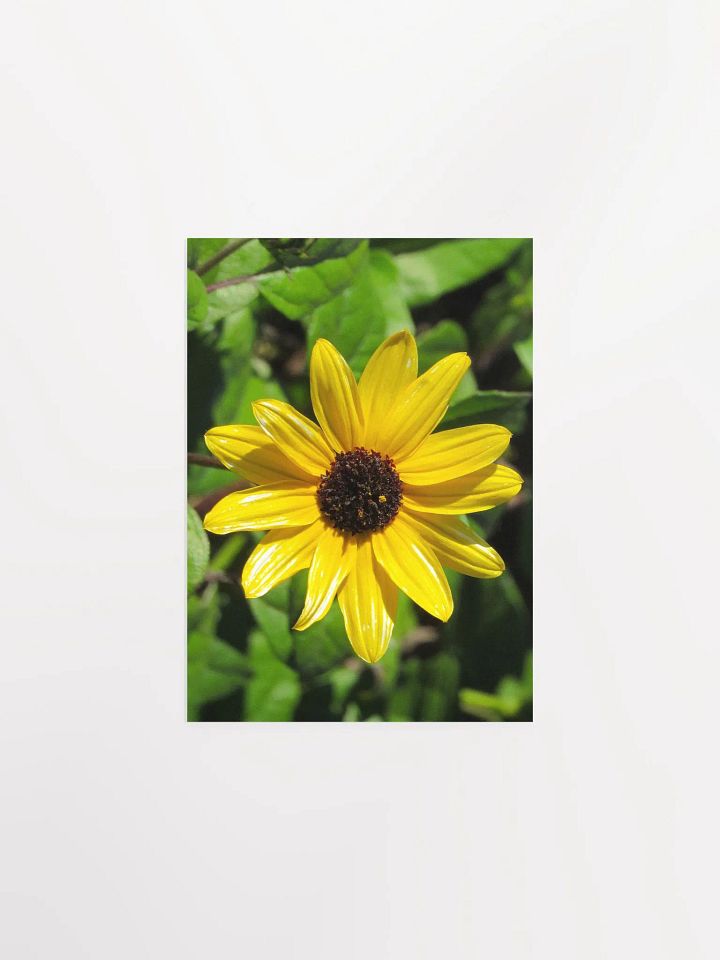 Mini Sunflower product image (7)