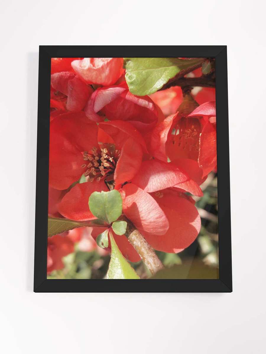 Framed Chaenomeles × Superba Print, Floral Art, Red Flower Print, 12x16