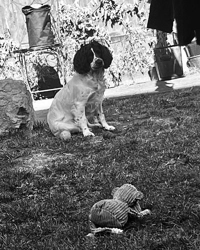 my fav dogs ❤️🥰
