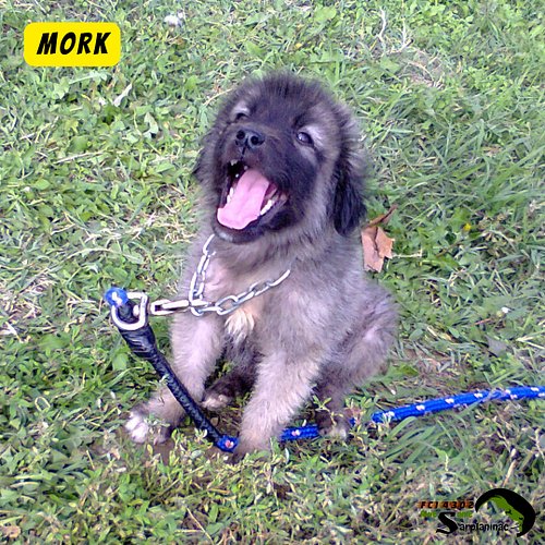 🐾 Mork & Molly FCI 4302 ❤️

#sarplaninac #malepuppy #raredogbreed #sarplaninacpuppy #femalepuppy #dogbreederslife #dogkennel ...