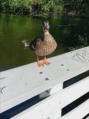 #Seattle #beach #secrets #military #revealed #fyp #bestof #omg #allthat #ocean #vibes #animals #helicopter #sky #water #waterfront #outdoors #nature #content #tenkaronin #xer8 #duck  #streamteam #xeroelements