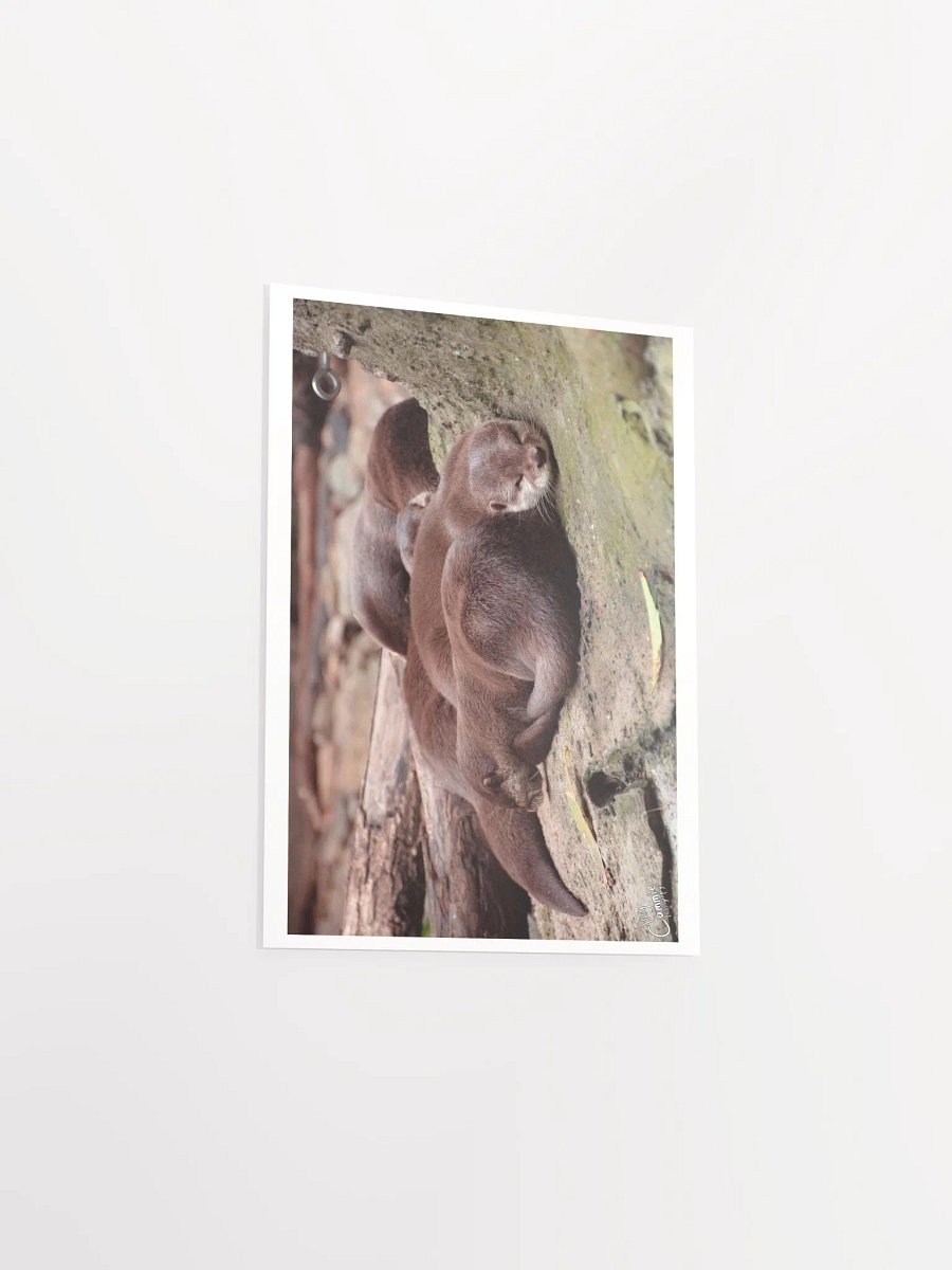 Sleeping Otters - Print product image (3)