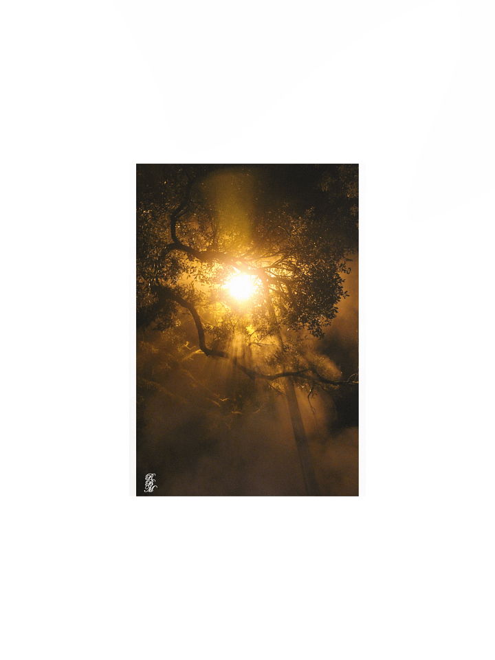 Light through Tree Branches product image (3)