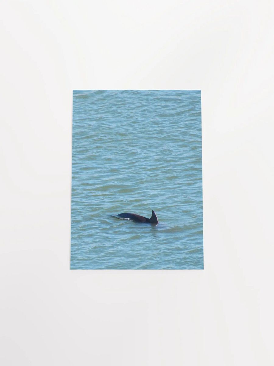 Dolphin Pop-up product image (47)