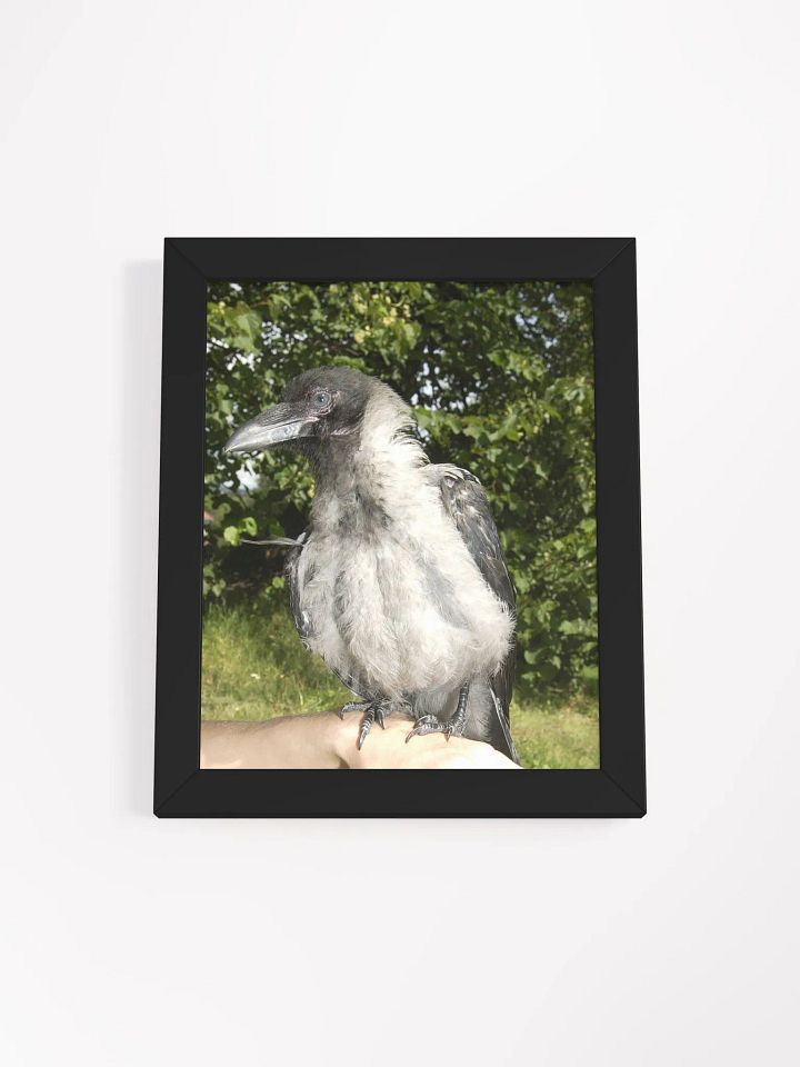 A Heartfelt Tribute to Hafez: The Crow who Stole Our Hearts product image (1)