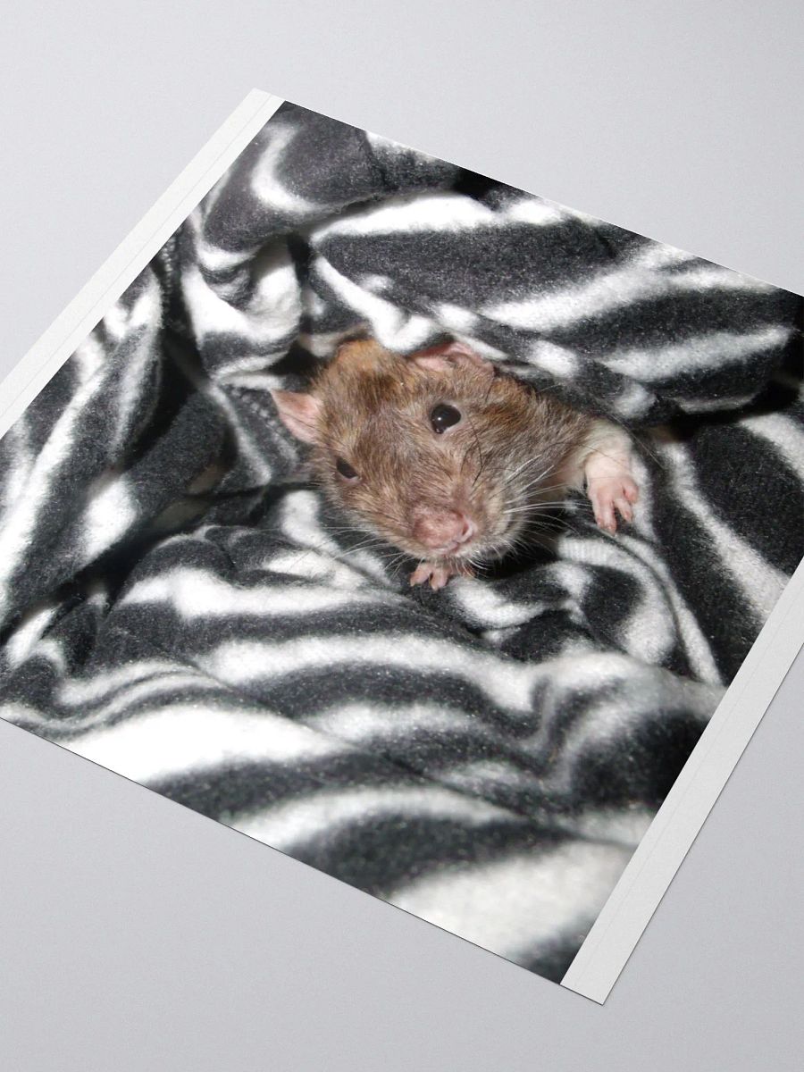 I'm a zebra sticker product image (3)