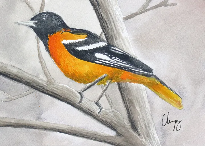 Baltimore Oriole Print product image (1)