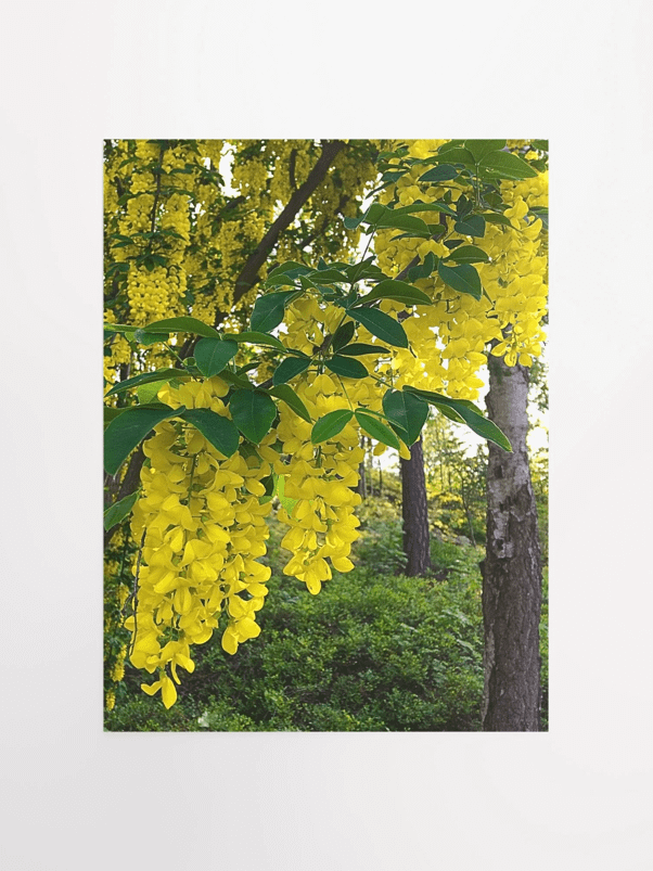 Golden Rain Flowers product image (1)