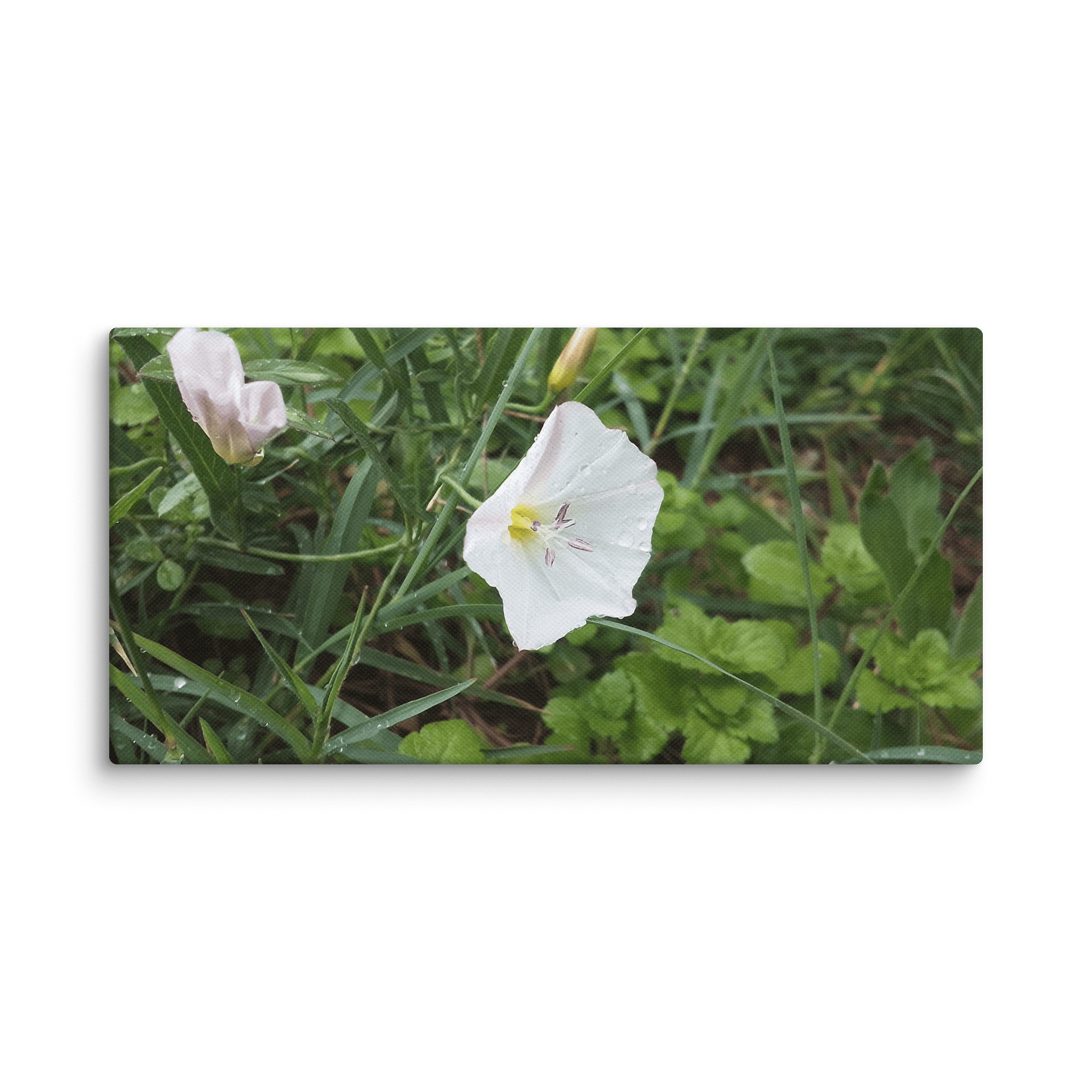 Petunia product image (1)