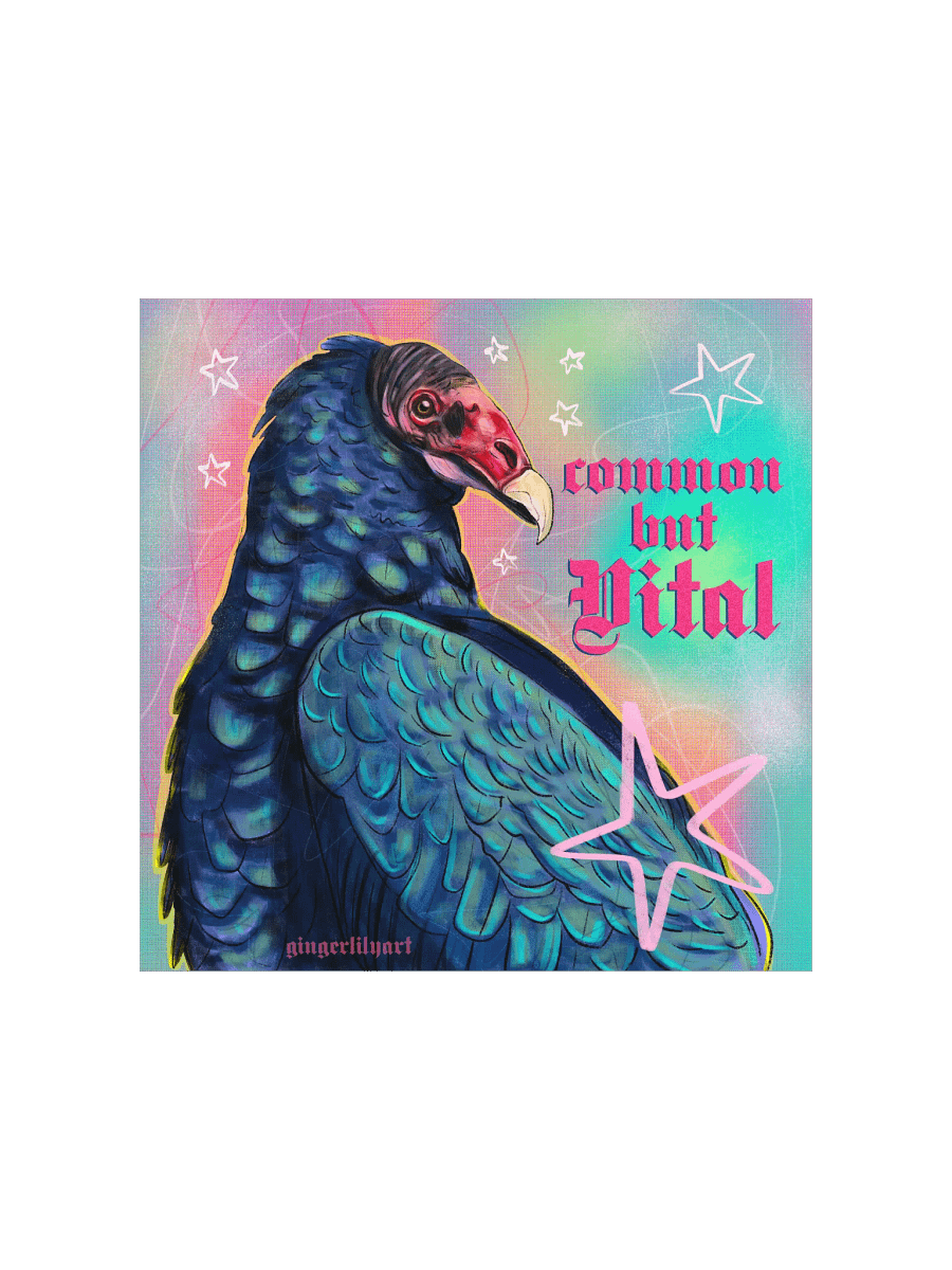 turkey vulture print product image (2)