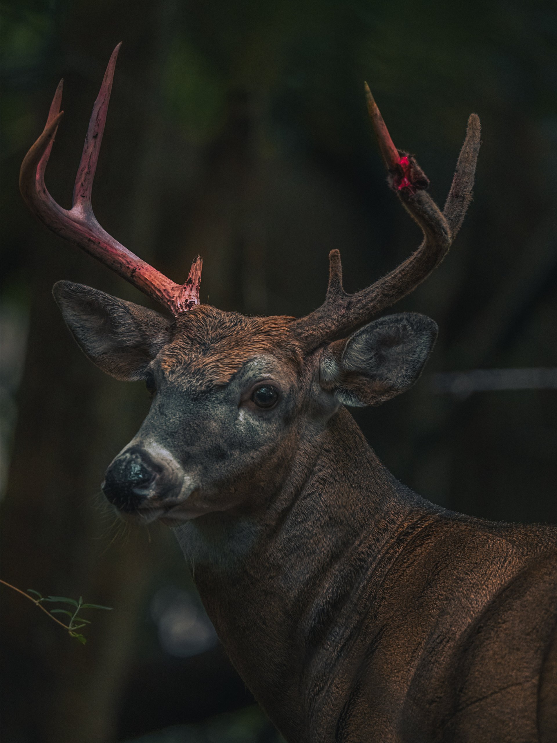 Buck Antler Shed #2 product image (1)