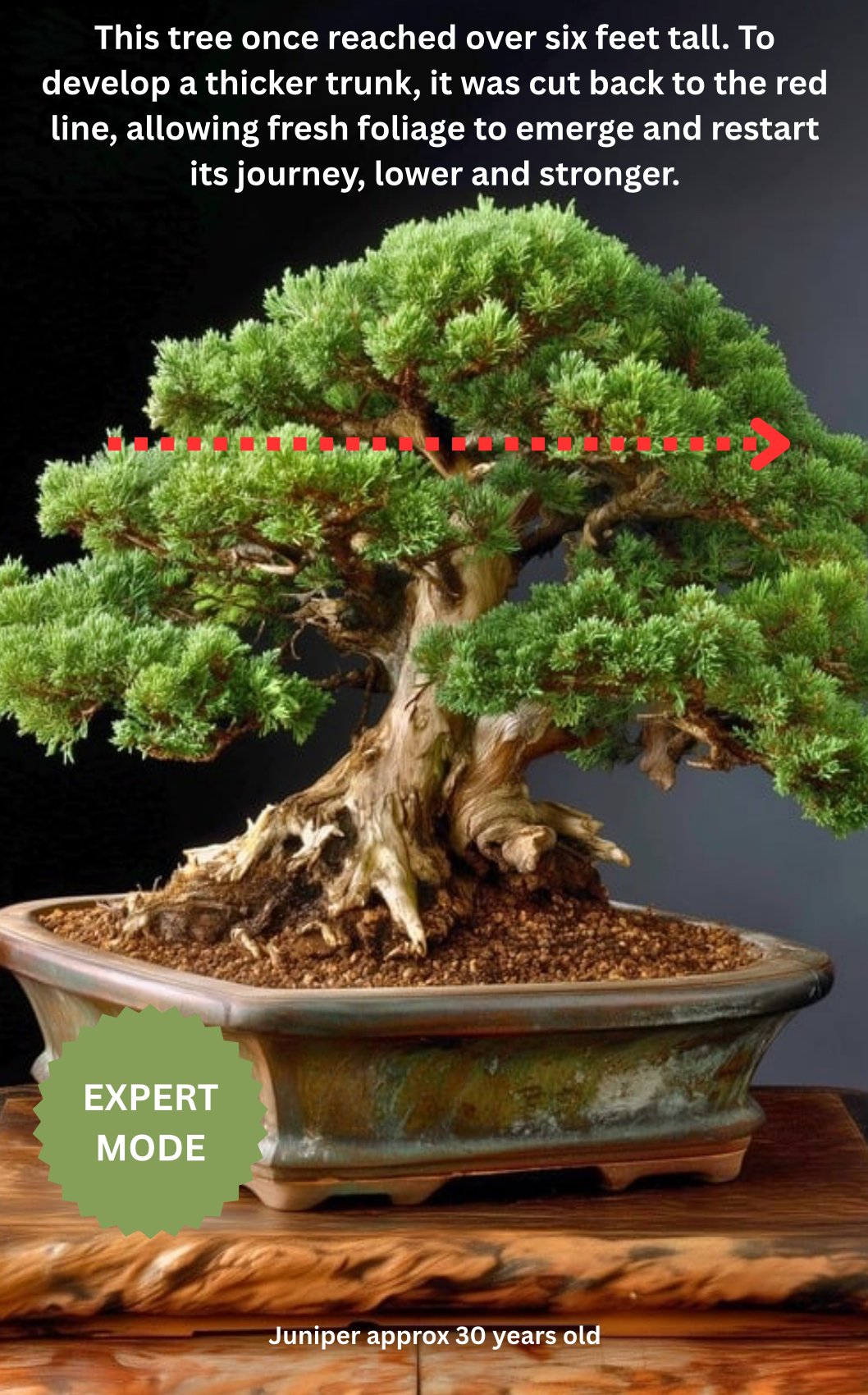 Essential Bonsai Guide : Bonsai for Beginners product image (8)