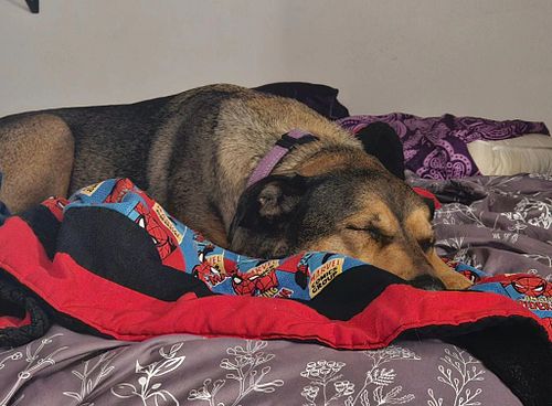 Sleepy Cricket for your feed