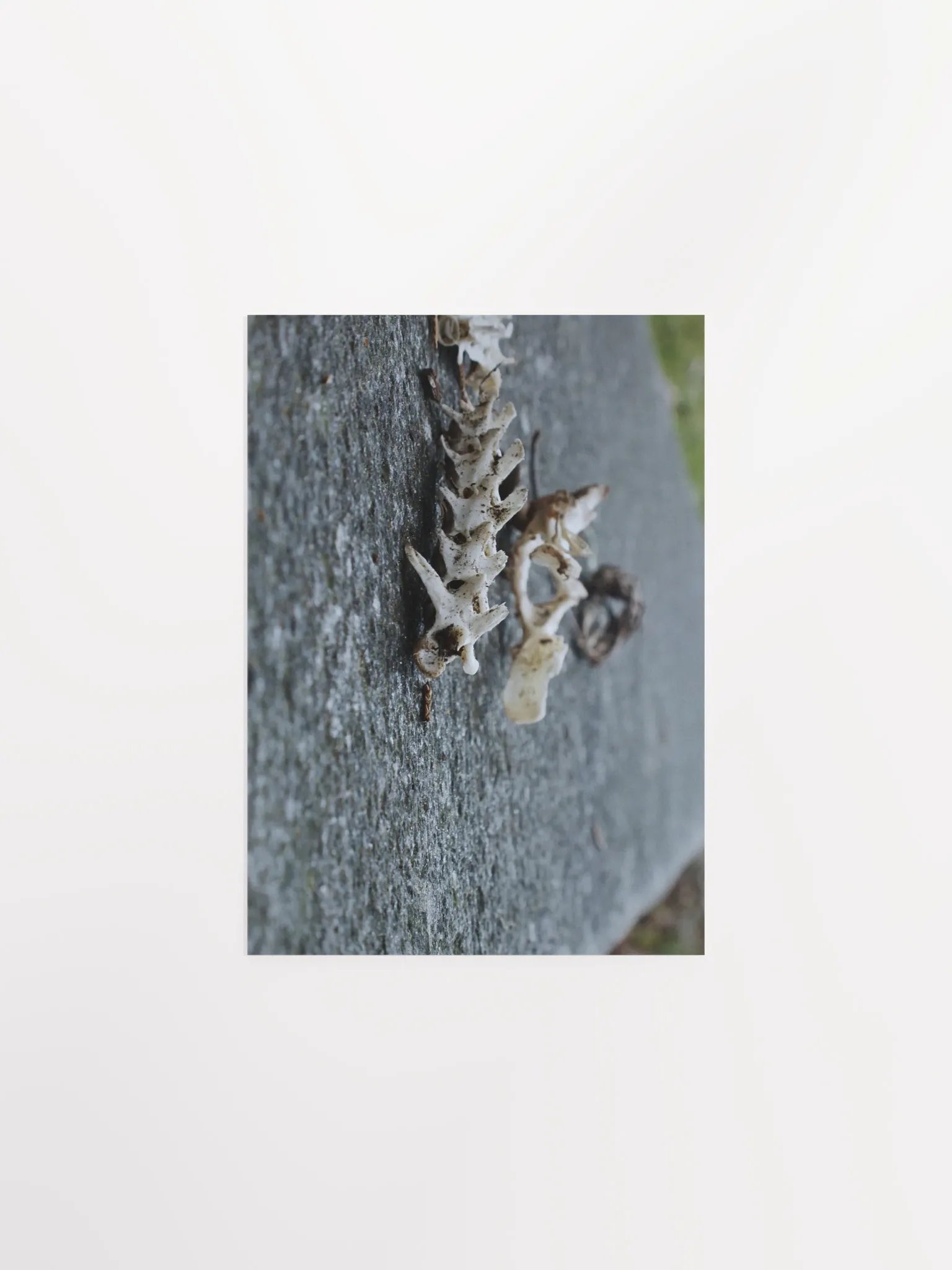 Ruins of Miniature Dragons product image (7)