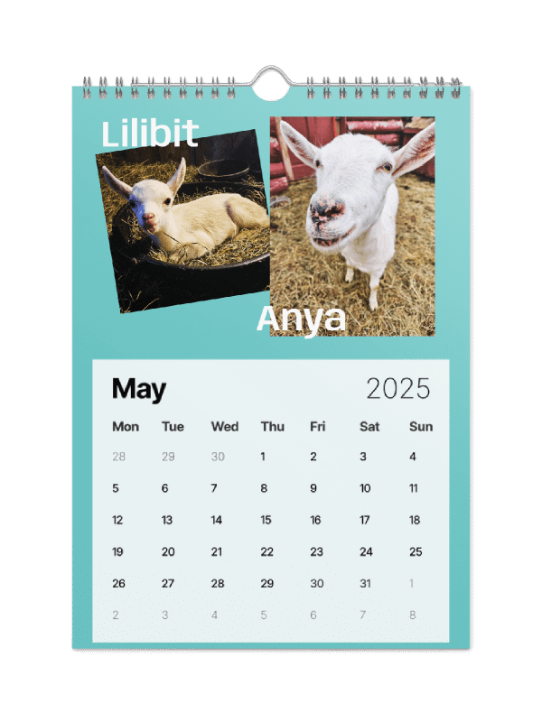 BrowncoatGoat Barn's Goats of 2025 product image (12)