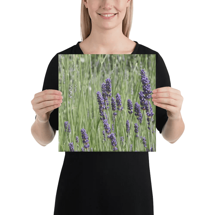 Field of Lavender product image (2)