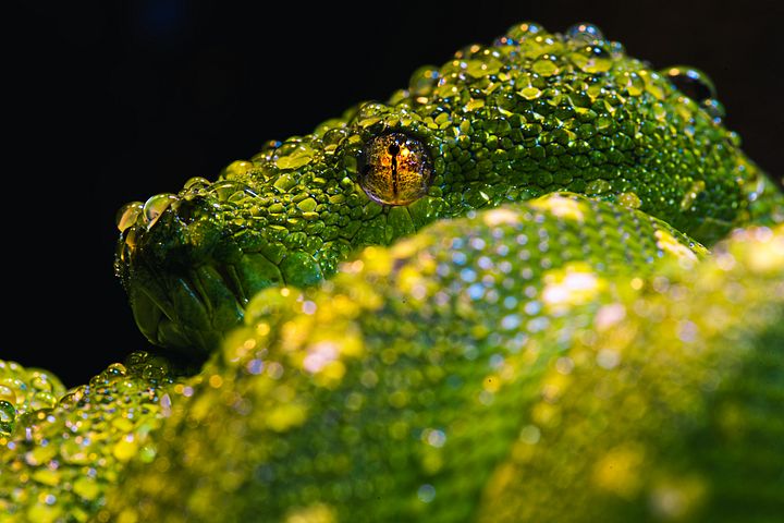 Green Tree Python Close Up #3 product image (1)