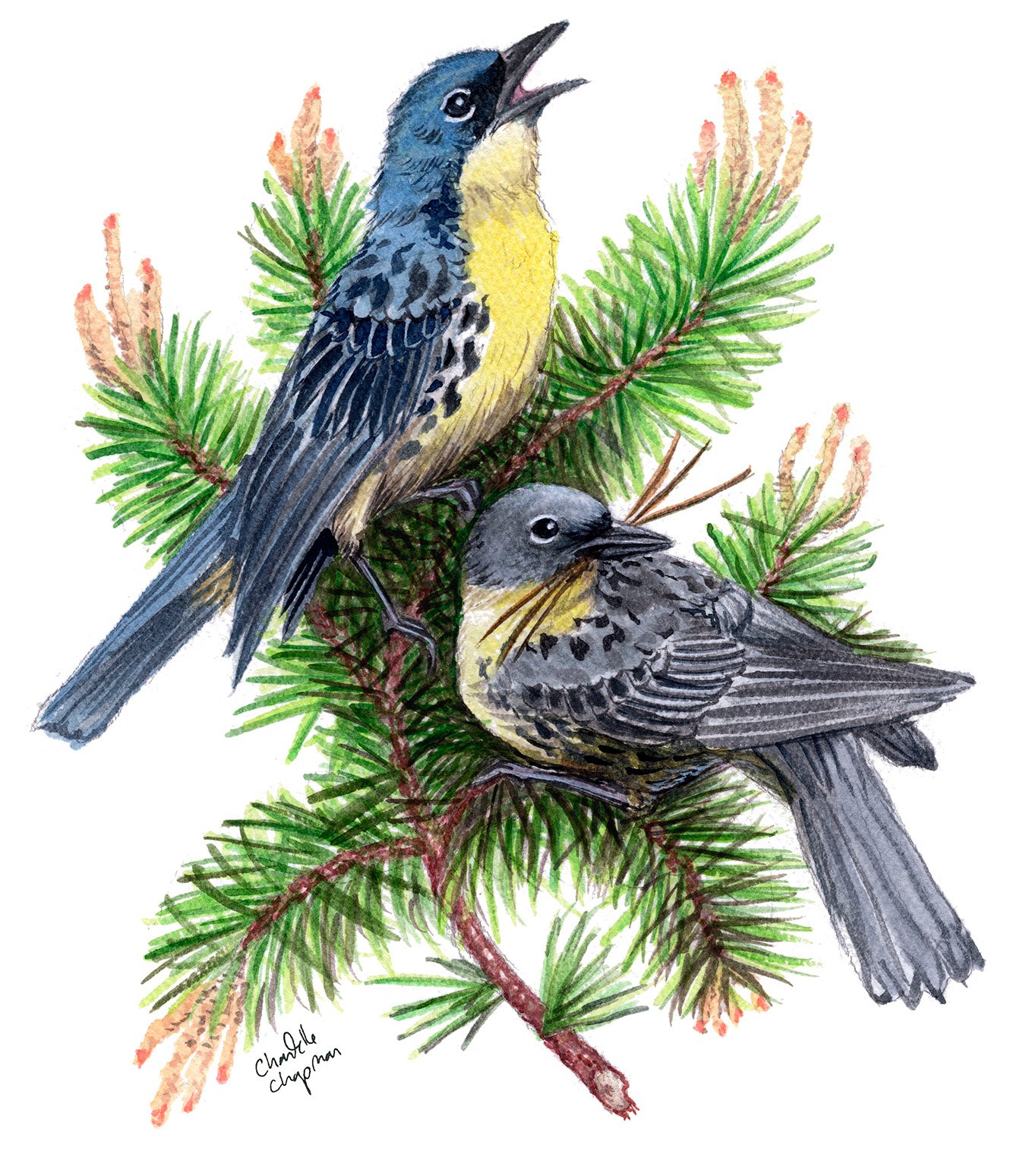 Kirtland's Warbler - Art Print product image (1)