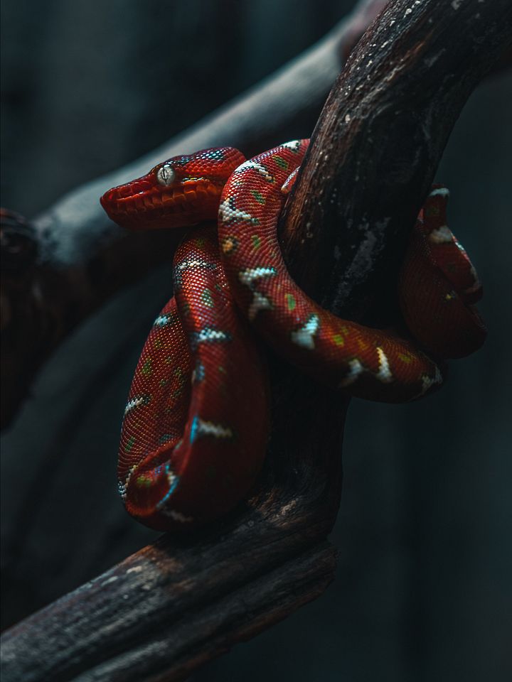 Baby Emerald Tree Boa Perched product image (1)
