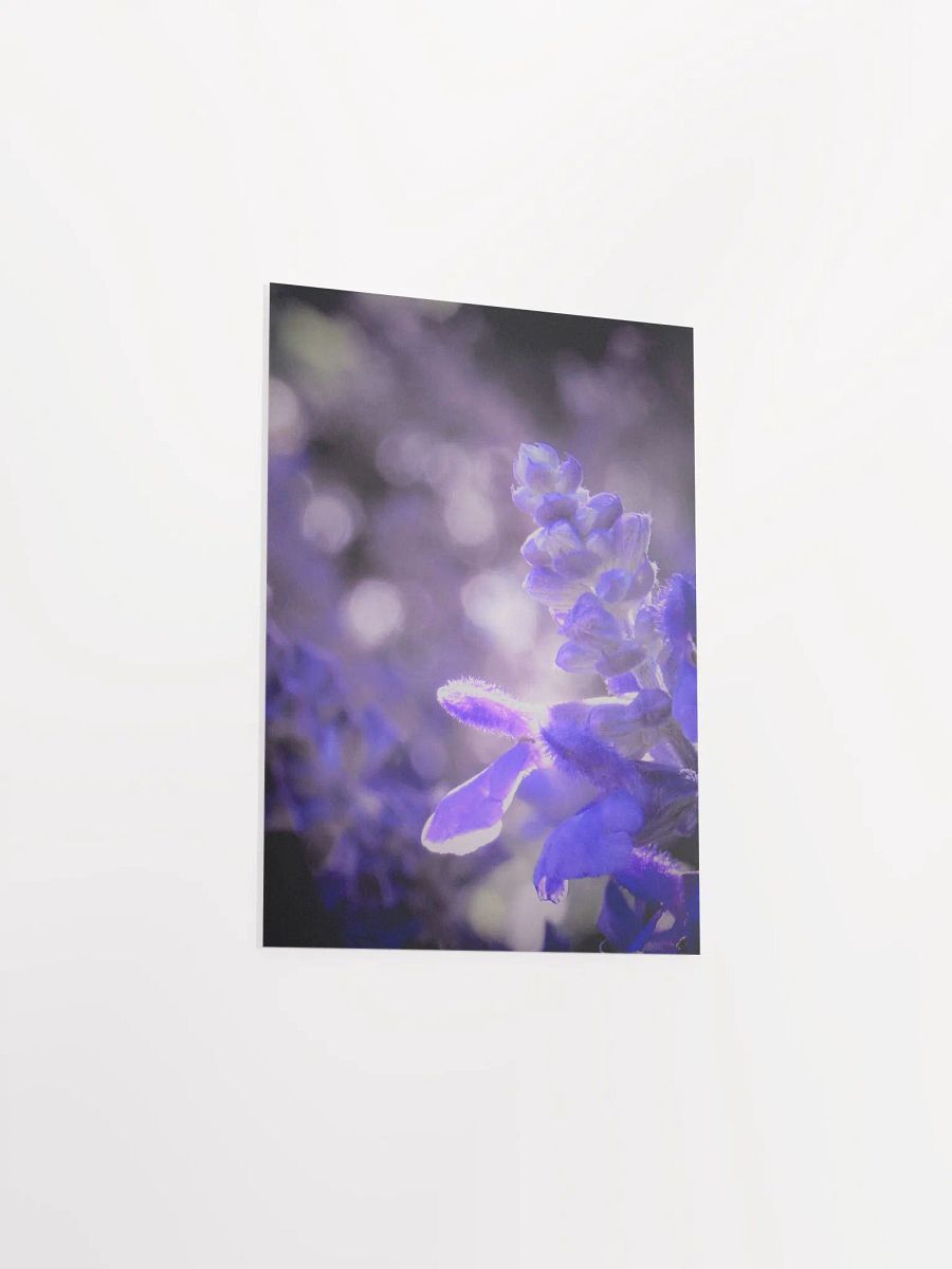 Wisteria 4 product image (32)