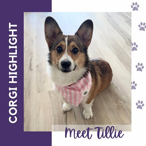 Baltimore Corgi Highlight:
Meet Tillie, a 1 year old Pembroke Welsh Corgi! Her favorite activities are playing fetch and socc...