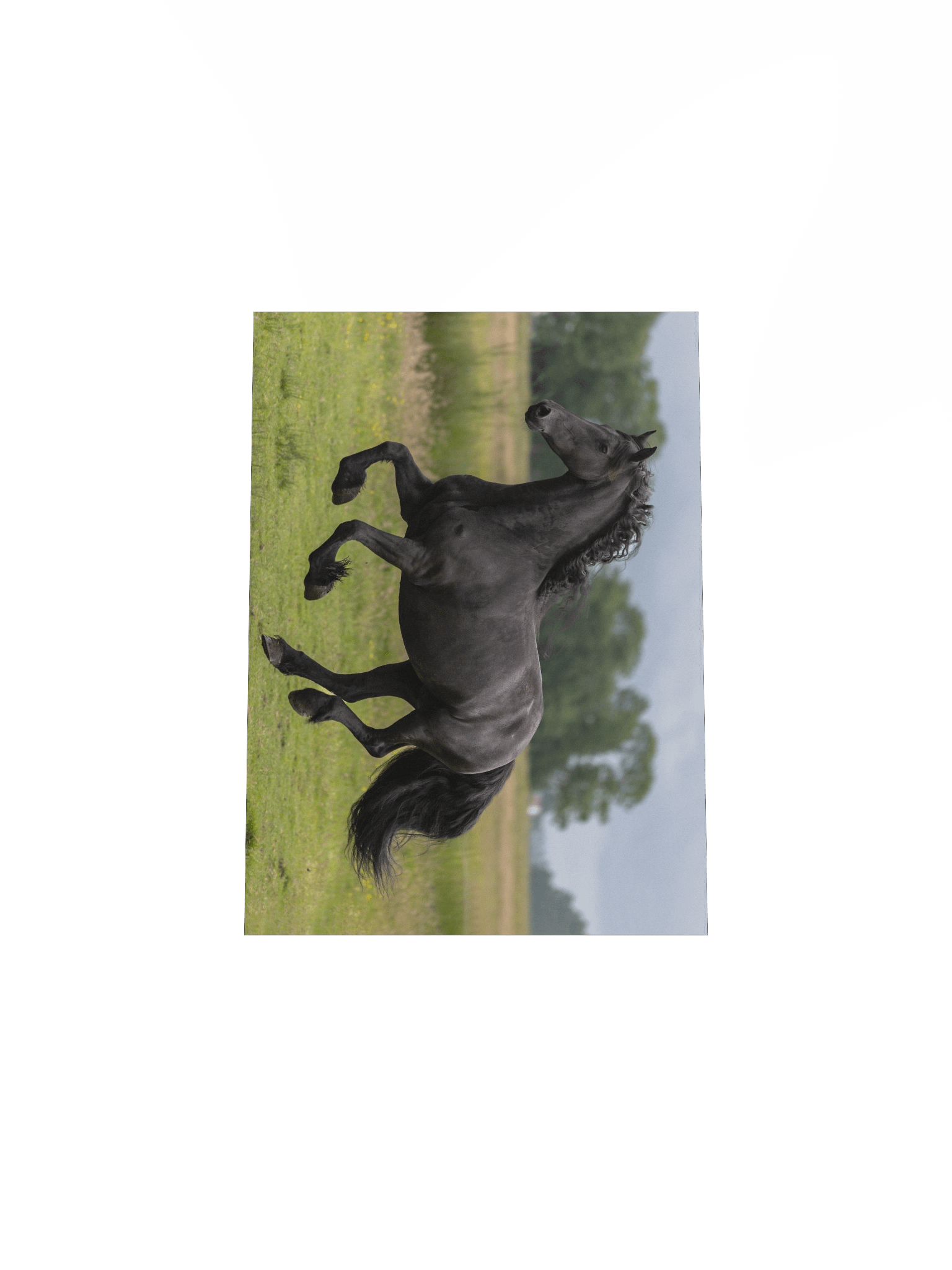 Friesian horses Saly product image (5)