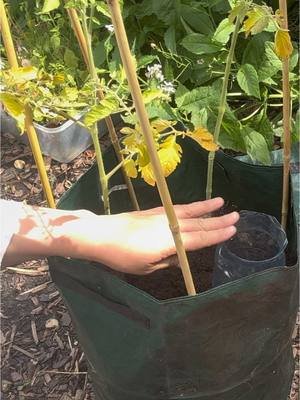 Proving my critics wrong! My tomatoes are great! #tomatoesincontainers #growingtomatoes #gardening101 