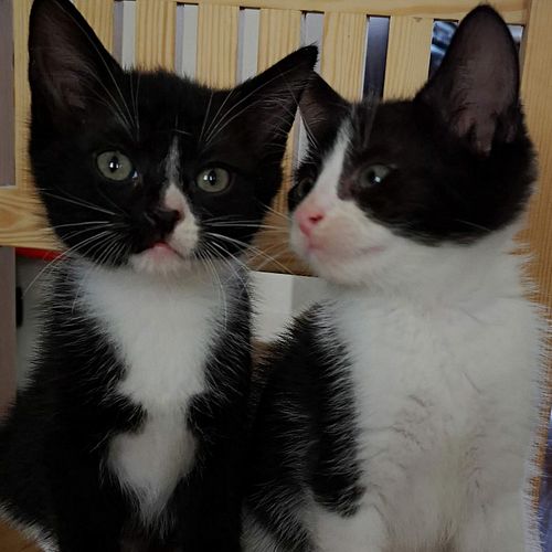 What is she telling him?